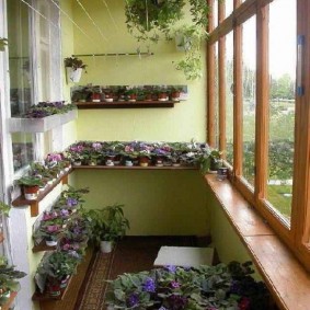 Pots with violets on the shelves of the balcony