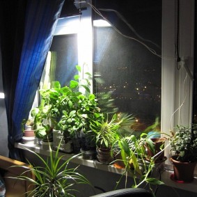 Illumination of flowers on the windowsill in the apartment