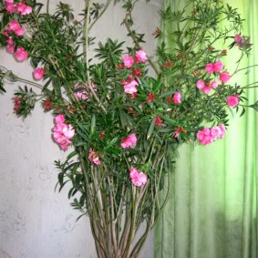 Blooming perennial in a large pot