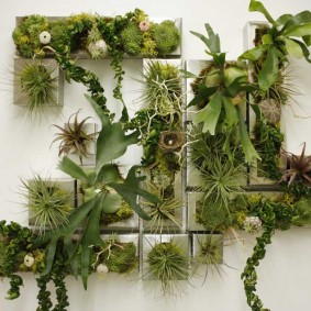 Living plants on a white wall