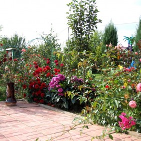 Rosiers près de l'aire de repos