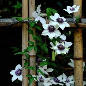 Floraison de liane sur une clôture en bambou