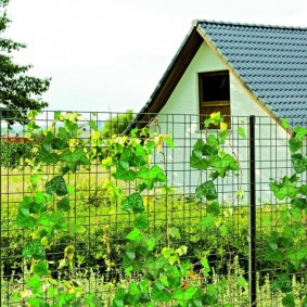 Décor d'une clôture d'un filet par des plantes grimpantes