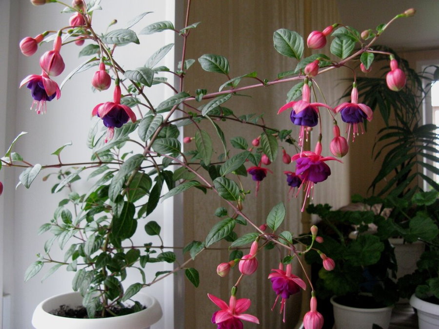 Pink-purple fuchsia flowers in a flat