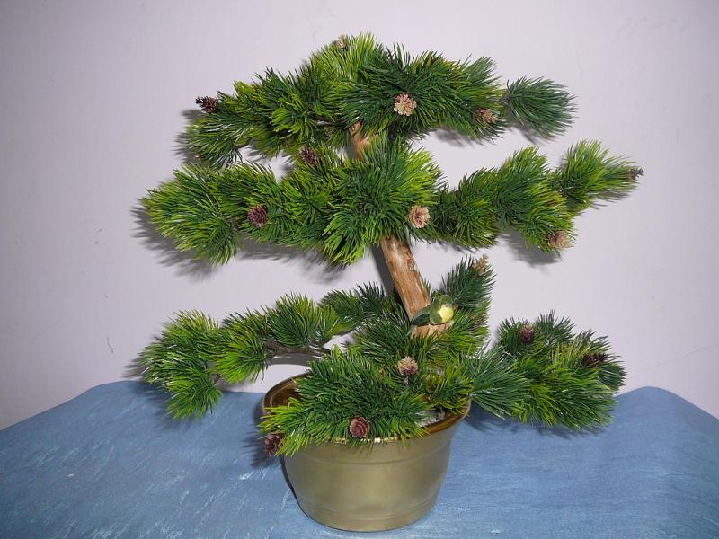 Indoor pine in a small pot