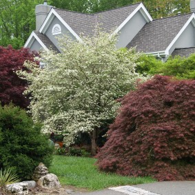 Arbre en fleurs au début de l'été sur un terrain de jardin