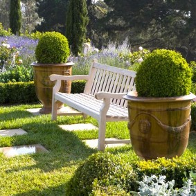 Buissons sphériques dans de grands pots de fleurs