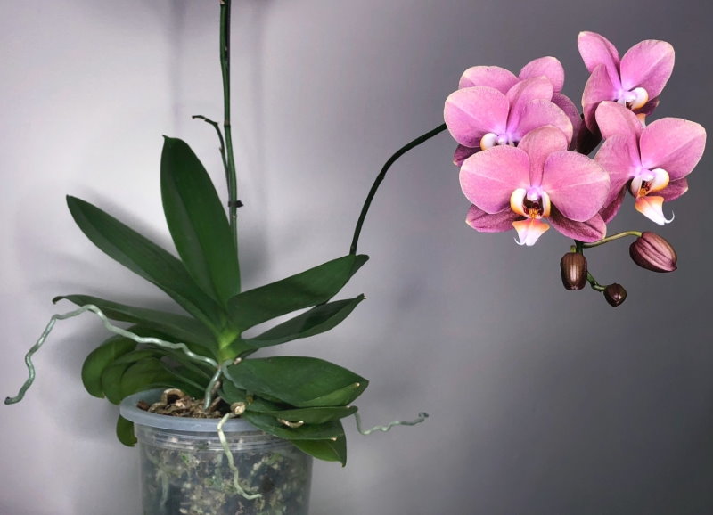 Pink phalaenopsis orchid flowers in a plastic cup