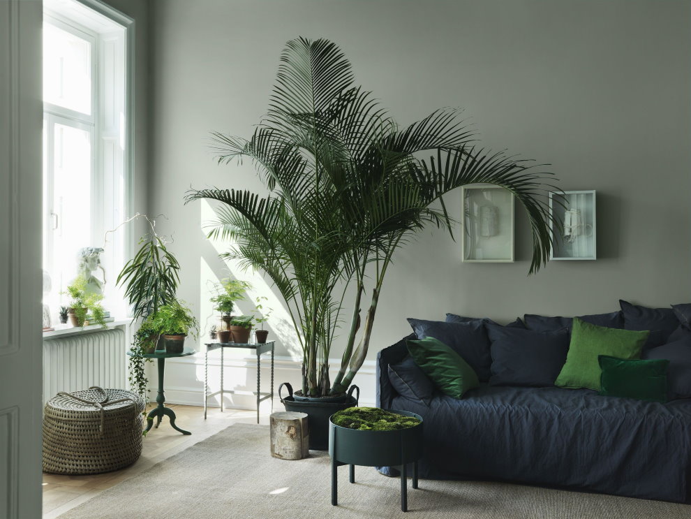 Tall palm tree in the interior of the apartment