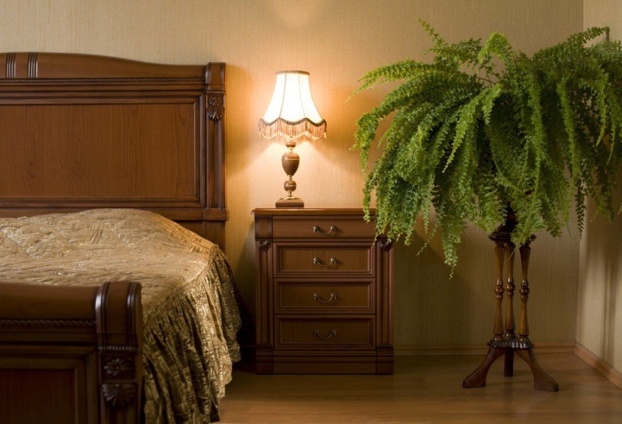 Home fern in the bedroom of a two-room apartment