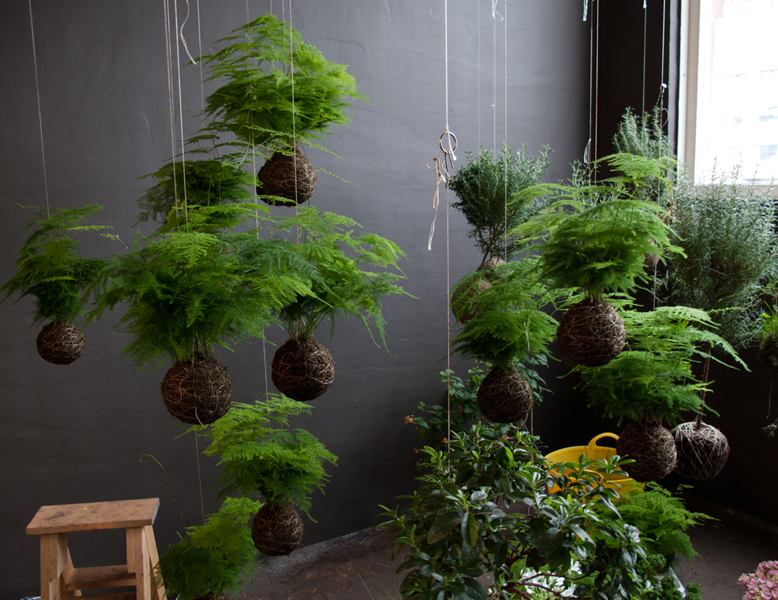 Indoor Ferns in Hanging Pots