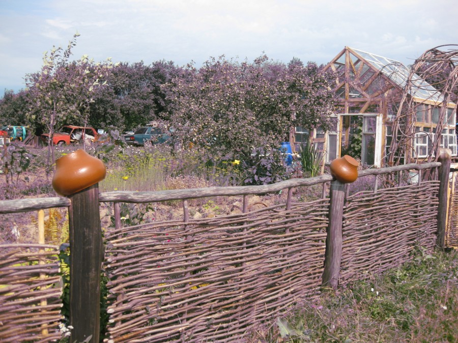 Acacia saule à la frontière des chalets d'été