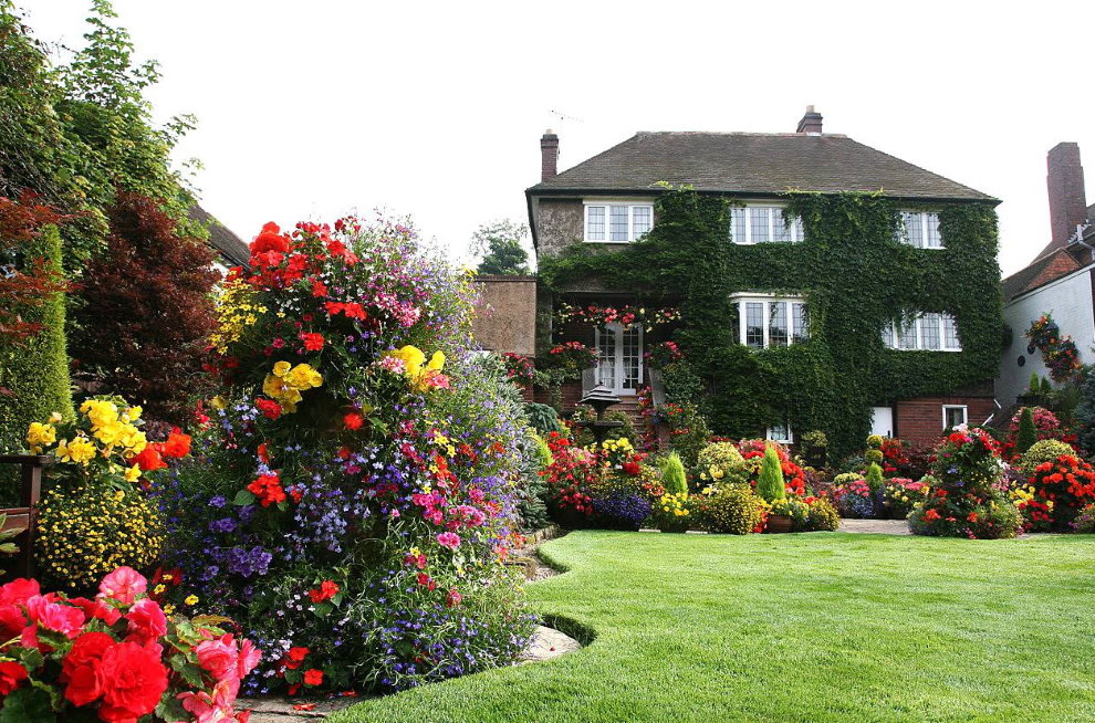 Roses en fleurs dans un jardin à l'anglaise