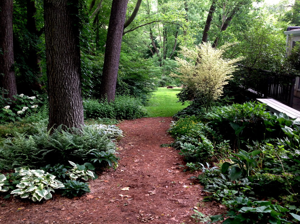 Une petite parcelle de jardin de style forêt