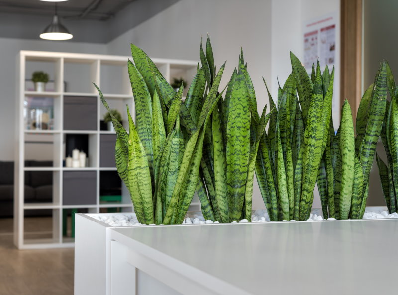 Green leaves of sansevier in a container with white crushed stone