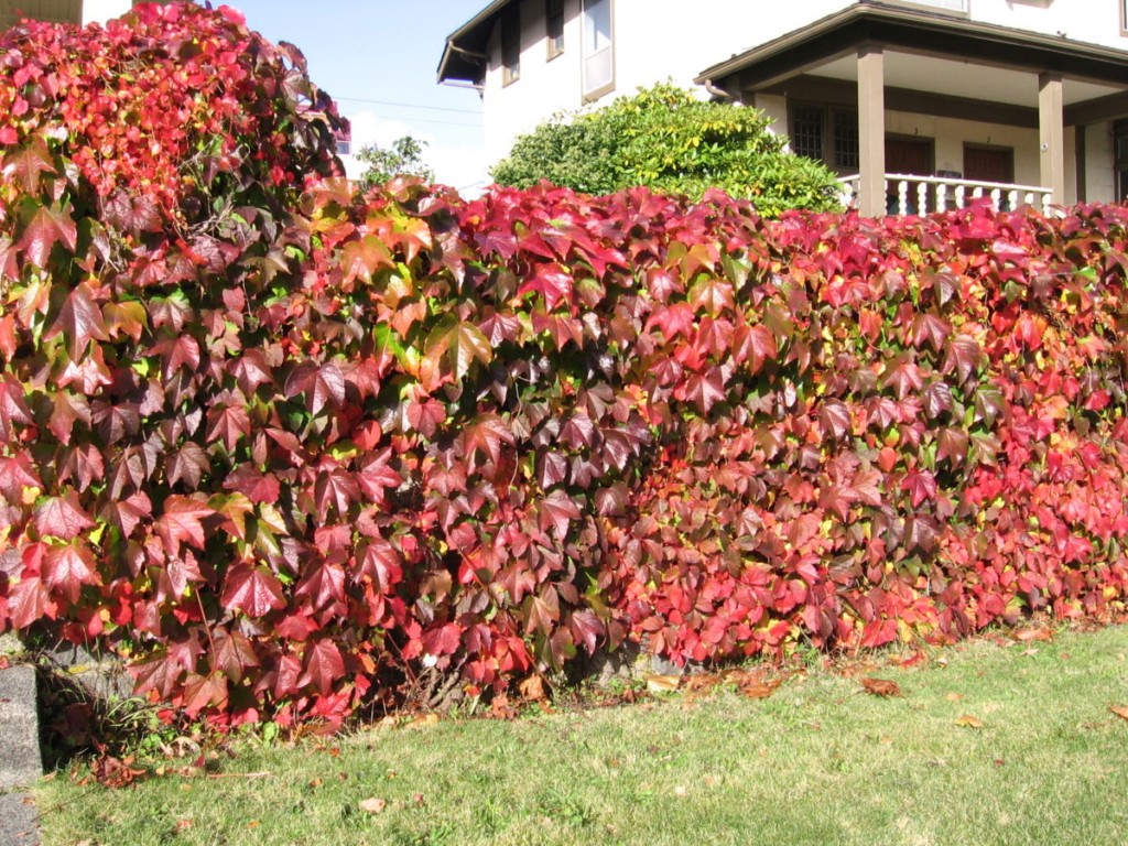 Feuilles pourpres des raisins de la jeune fille au début de l'automne