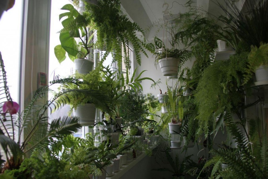 The abundance of green plants in the interior of the loggia