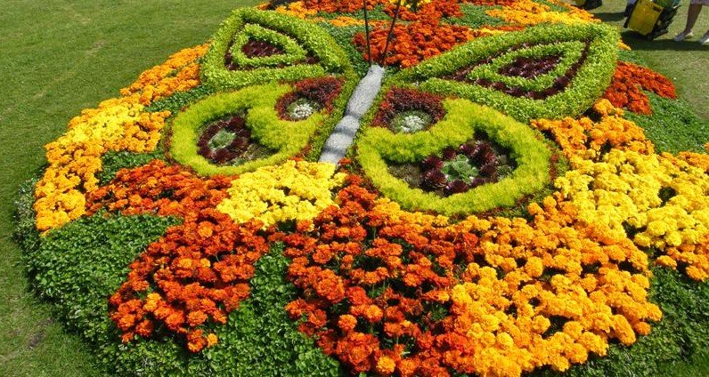 Butterfly from flowers on a flowerbed with marigolds