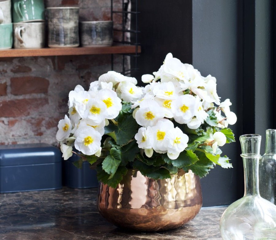 Fiori bianchi di begonia in un vaso brillante