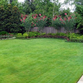 Ground lawn in a summer cottage