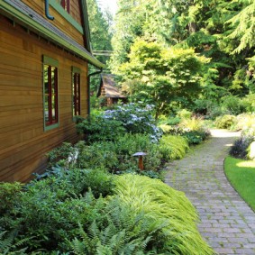 Forest ferns on a flower bed near a wooden house