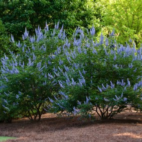 Flowering shrubs in the garden landscape