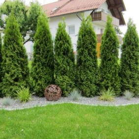 Pyramidal thuja hedge