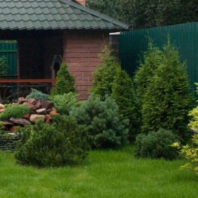 Garden composition of evergreens