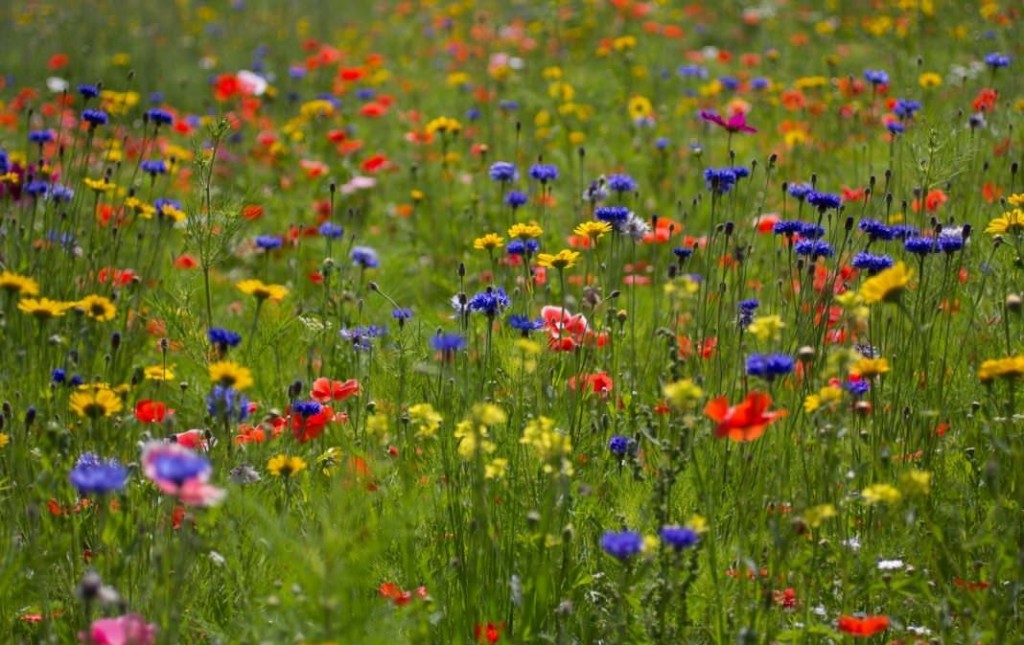 Blooming lawn in the countryside