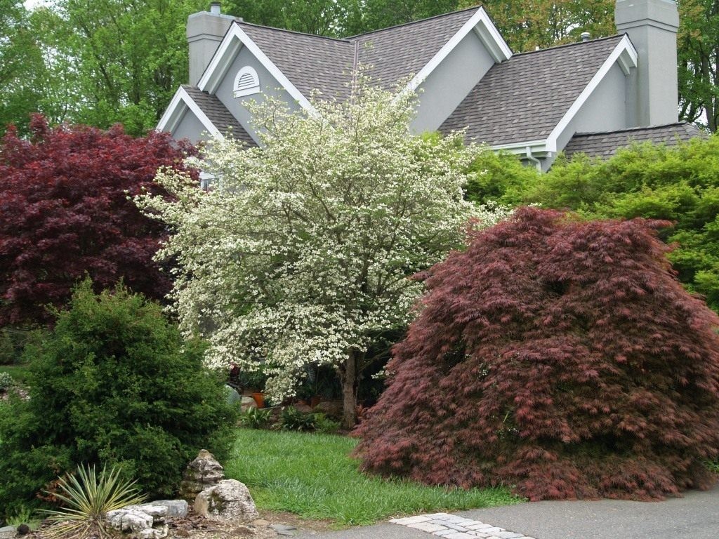 Blooming apple tree in the country outside the city