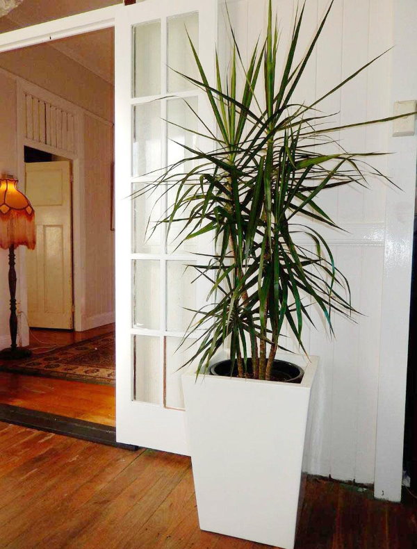 Grand buisson de dracaena dans le hall de l'appartement