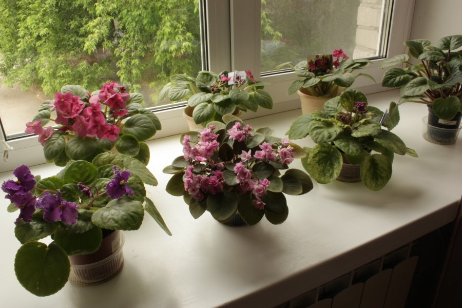 Violettes en fleurs sur un rebord de fenêtre en plastique