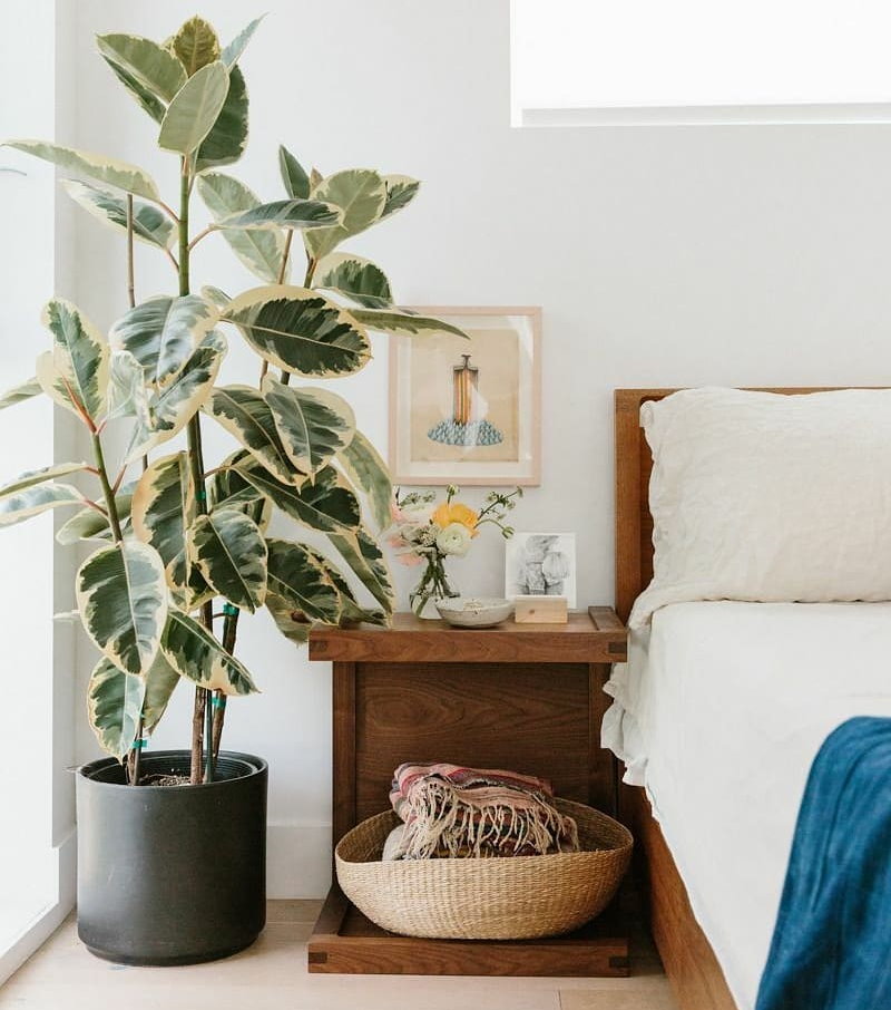 Ficus all'interno della camera da letto per una ragazza