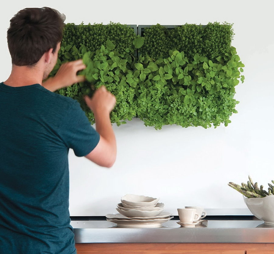 Cultiver des herbes sur un mur de cuisine dans un appartement