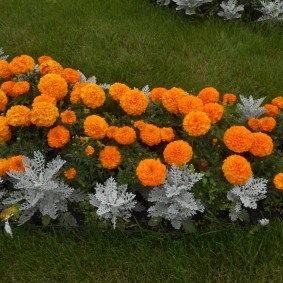 Orange Terry Marigolds