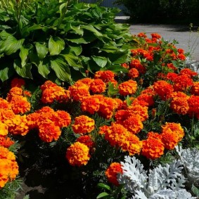 Low marigolds in front of a high host