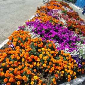 The combination of black man with other flowers in one flower bed