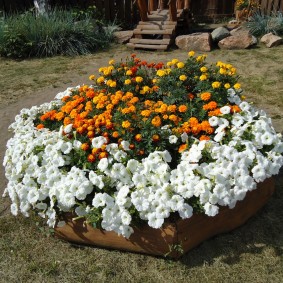 White petunias with orange black mane