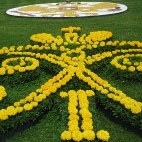 Terry marigold flower bed butterfly