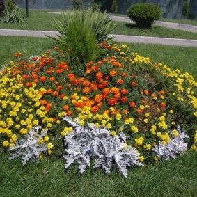 Center bed with coniferous plant