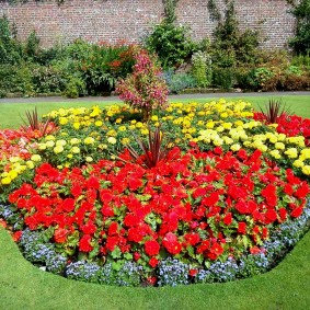 Red flowers on a garden flower bed