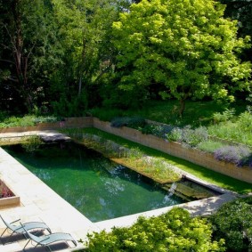 Small pool next to tall trees