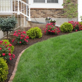 Rose bushes on a slope plot