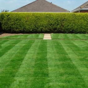 Hedgerow at the end of a classic lawn