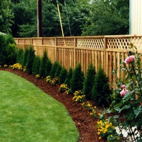 Jeunes arborvitae le long d'une clôture en bois