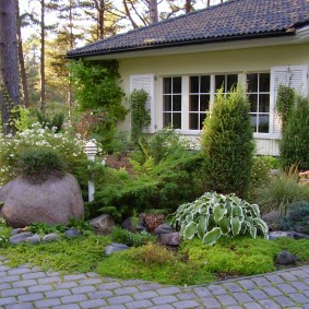 Plantes de conifères alpins