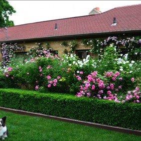 Hedge along the fence at the cottage