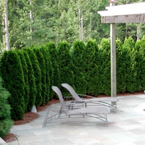 Thuja western as an evergreen hedge