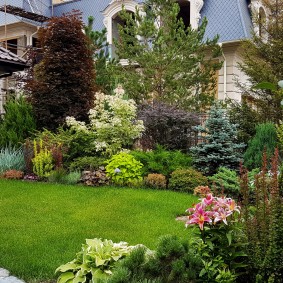 Blooming perennials in the countryside