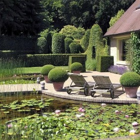 Water lilies and lilies in an artificial pond